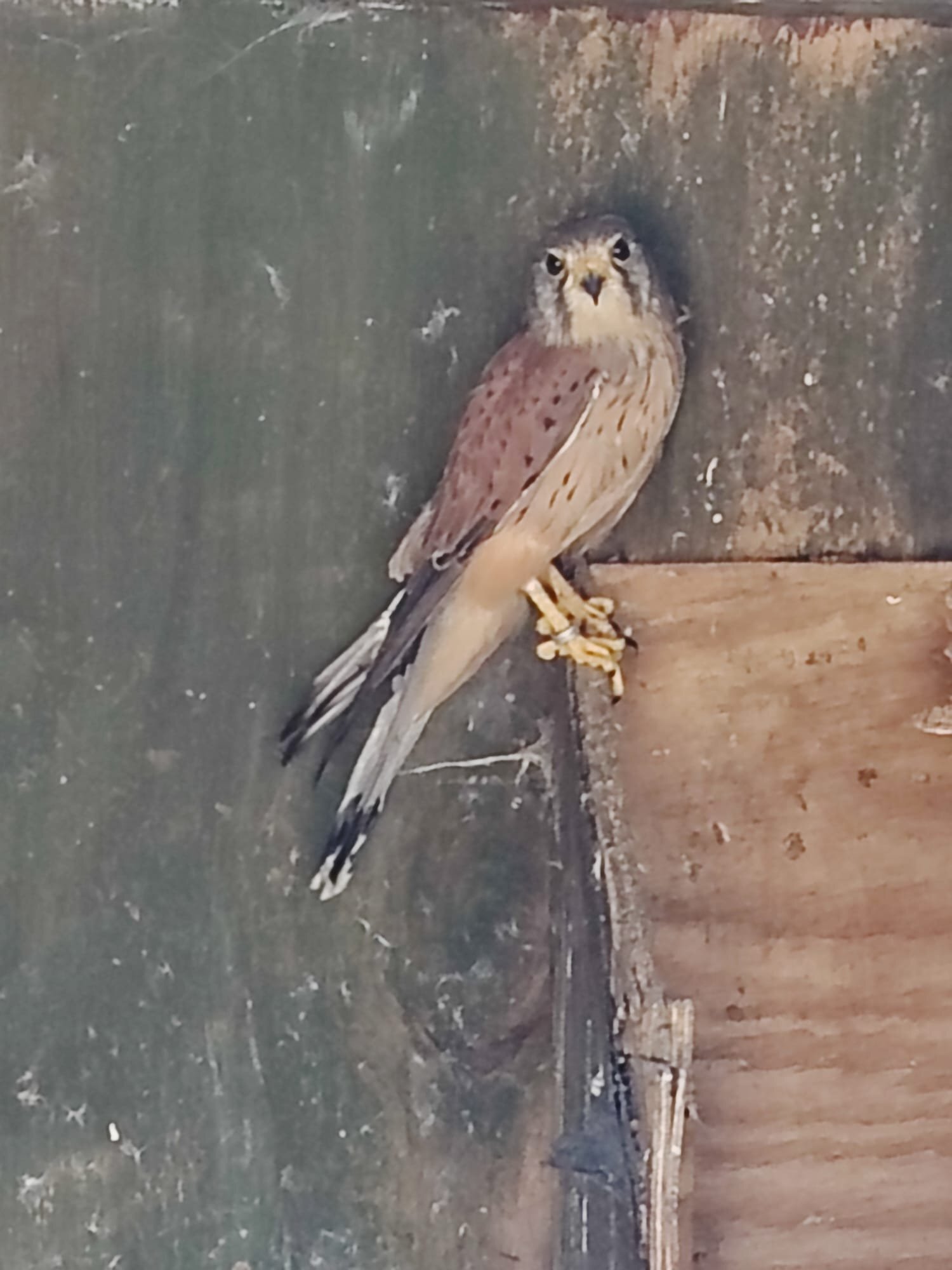 Falcons