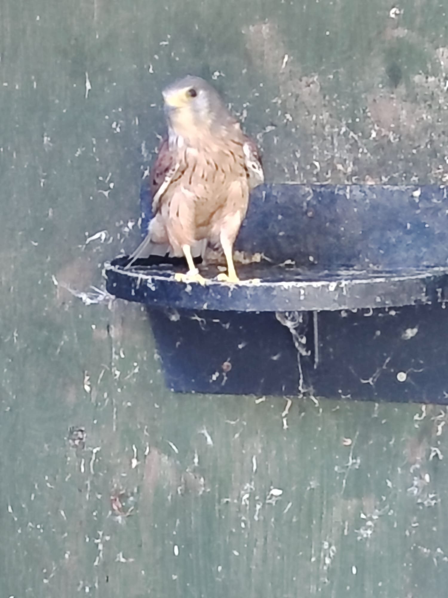 Falcons - {TYPE}