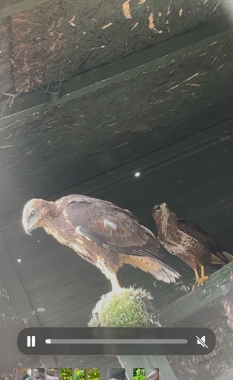 Common buzzards for sale
