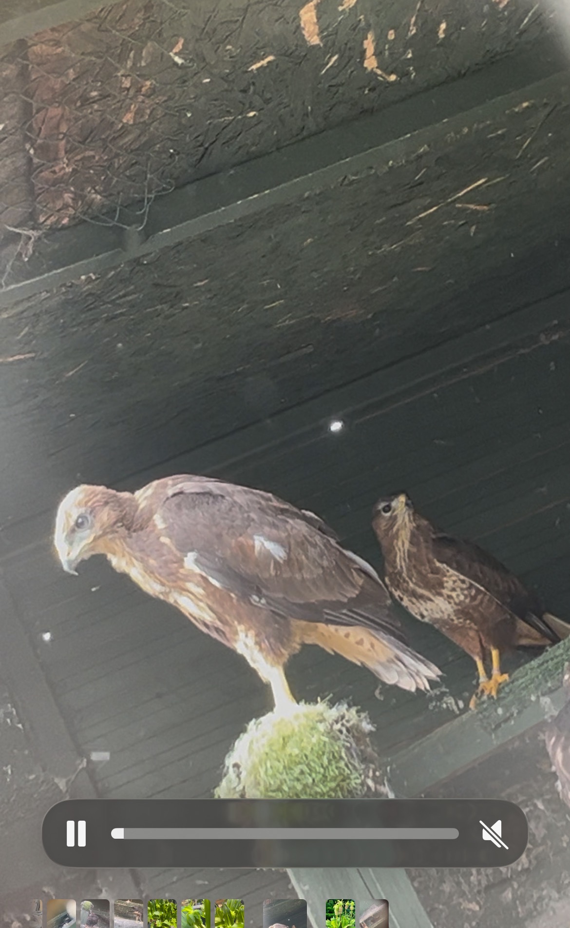 Common buzzards for sale in {LOCATION}