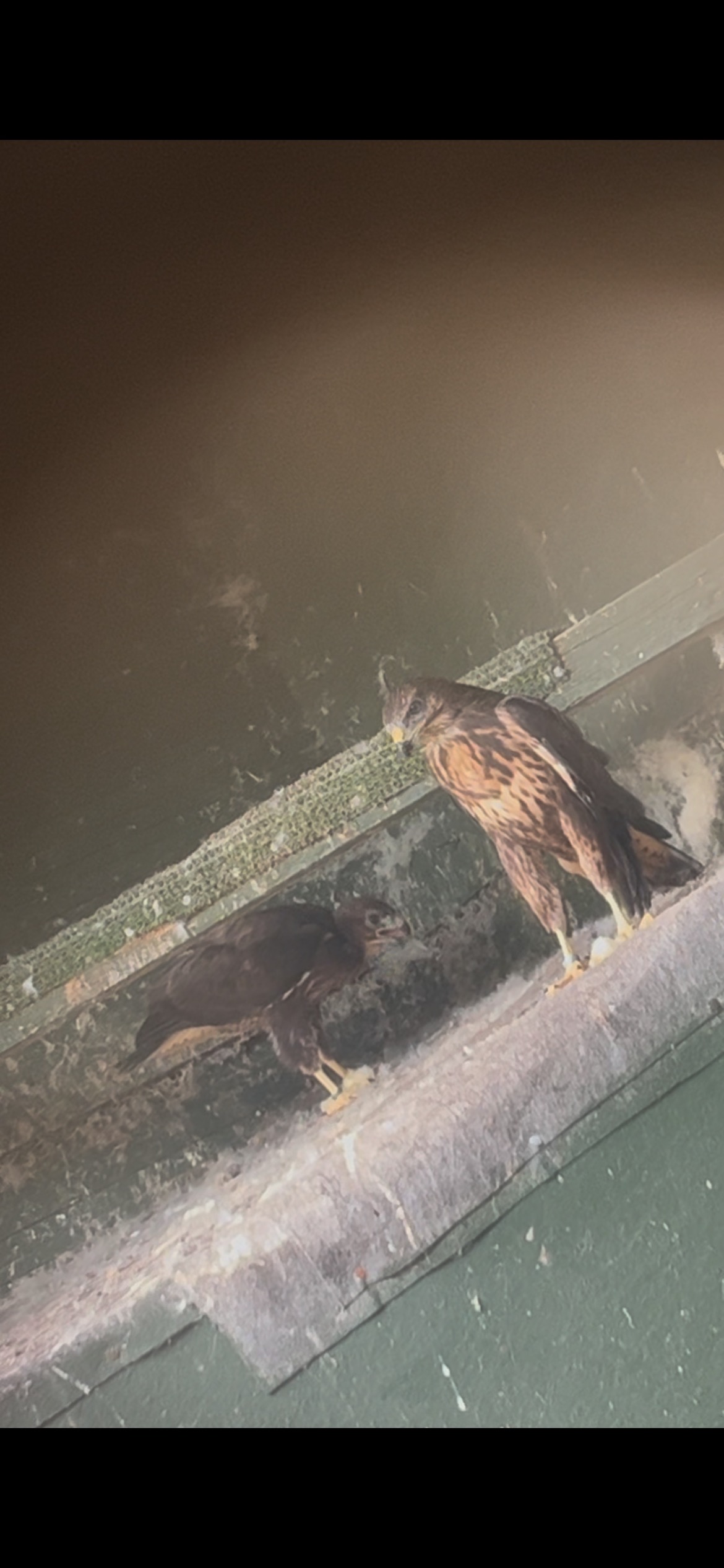 Buzzards
