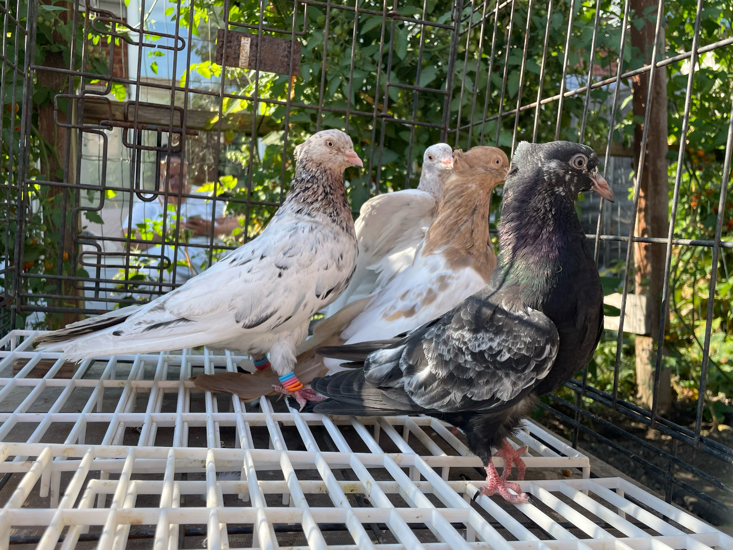 Pigeons
