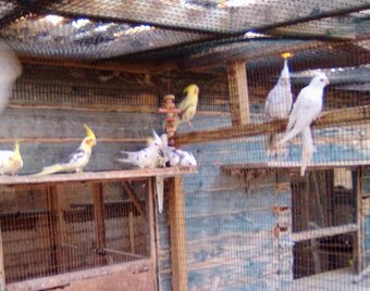 BABY COCKATIELS 2026