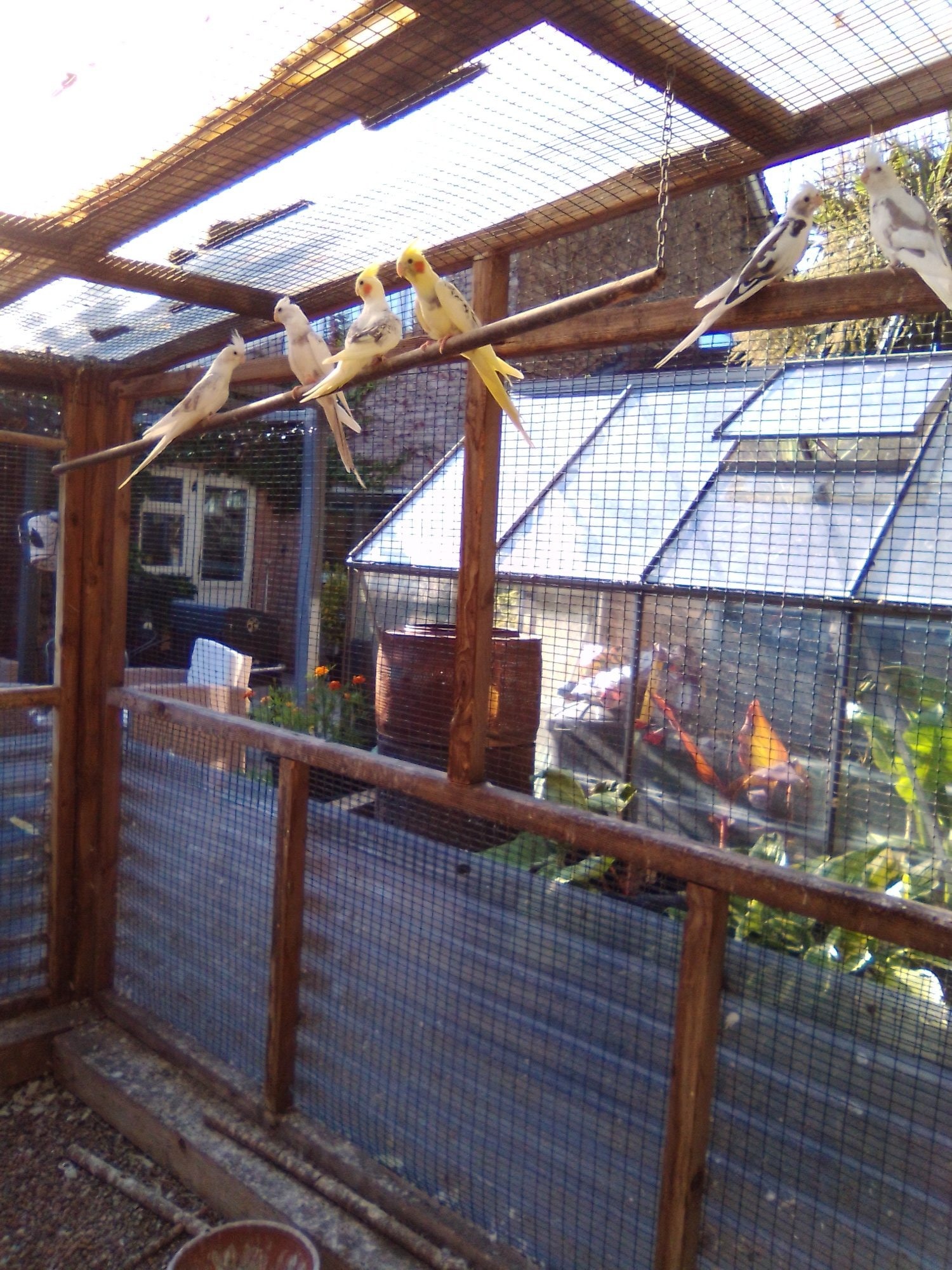 Cockatiels