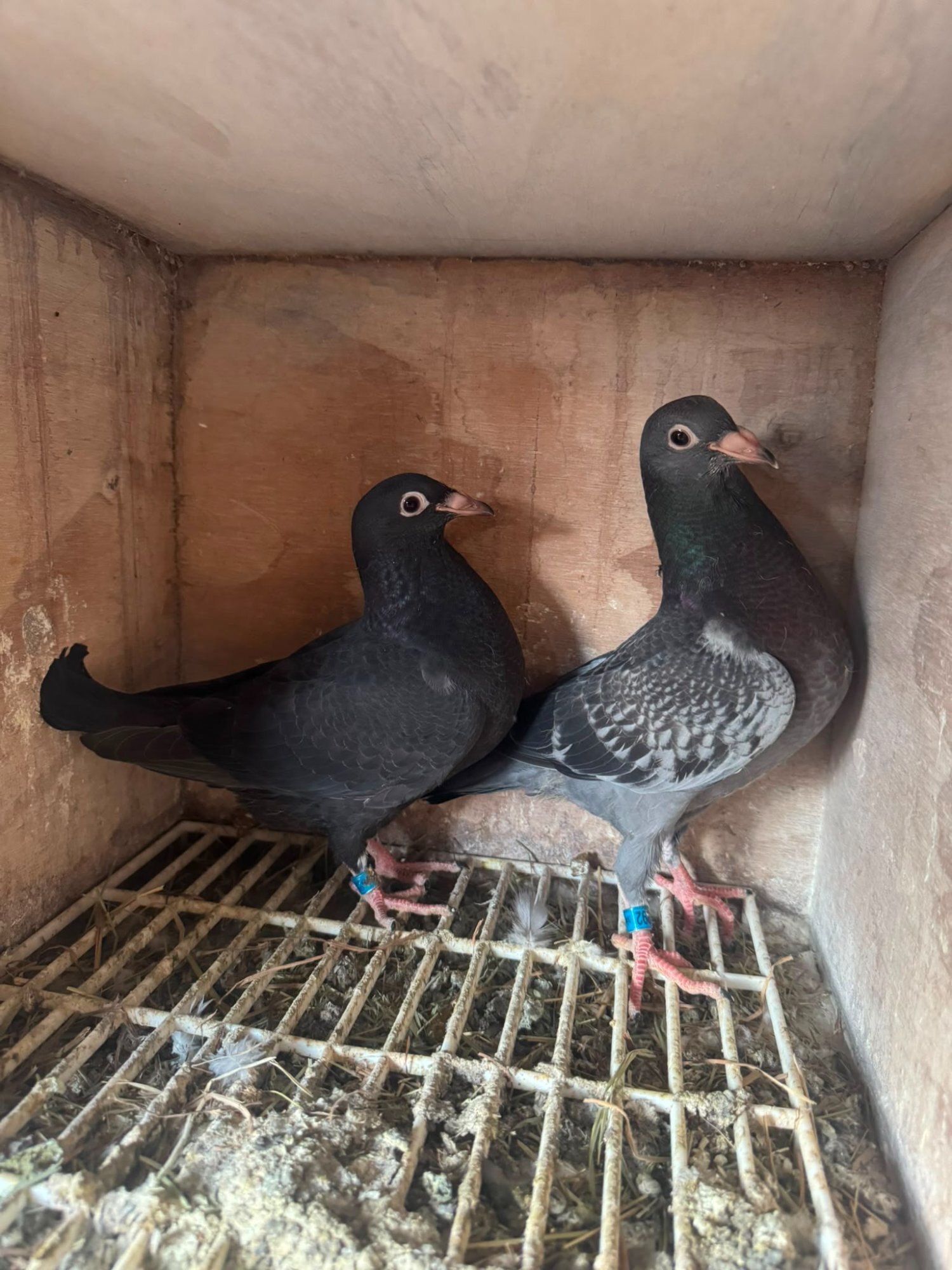 Racing pigeons for sale  in {LOCATION}