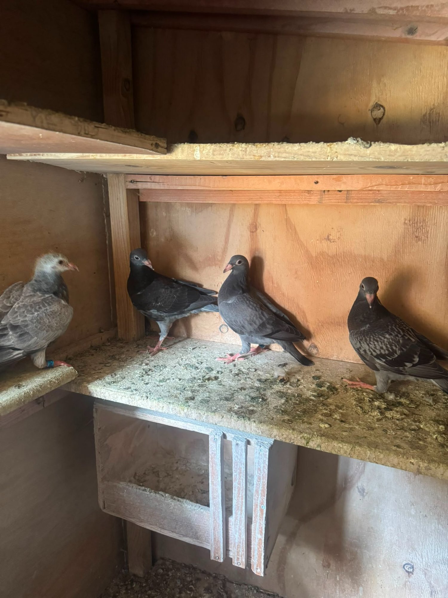 Pigeons