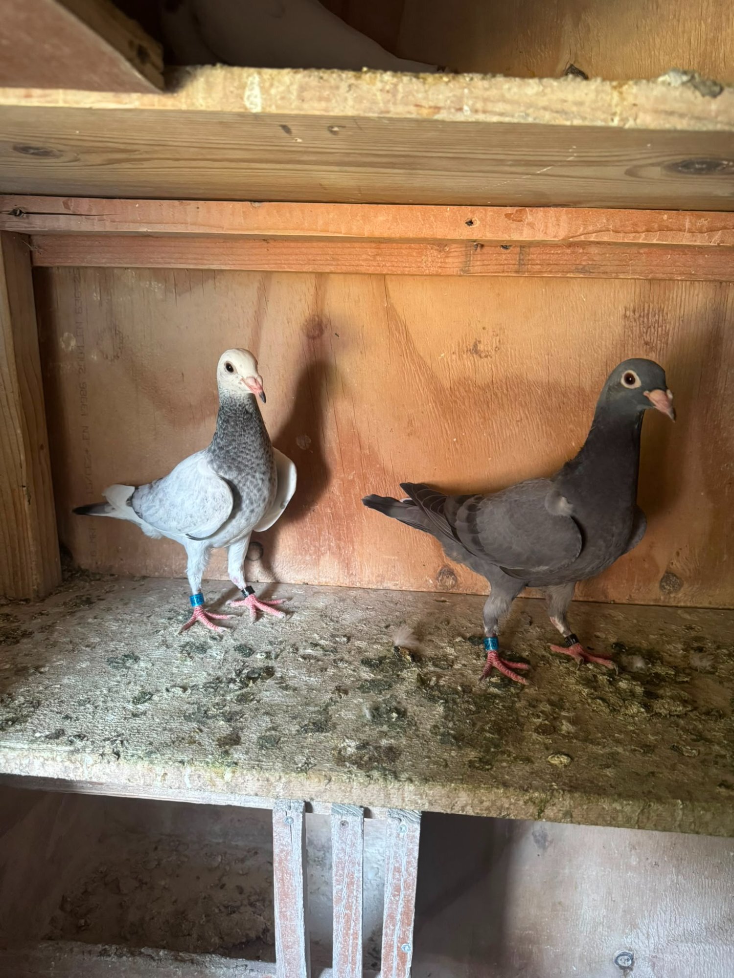 Pigeons - {TYPE}