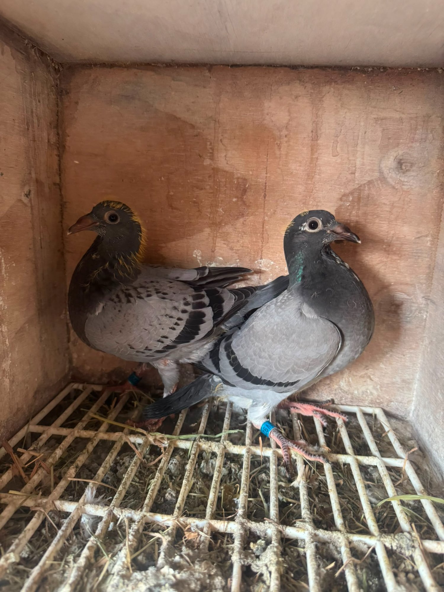 Pigeons - Racing pigeons for sale 