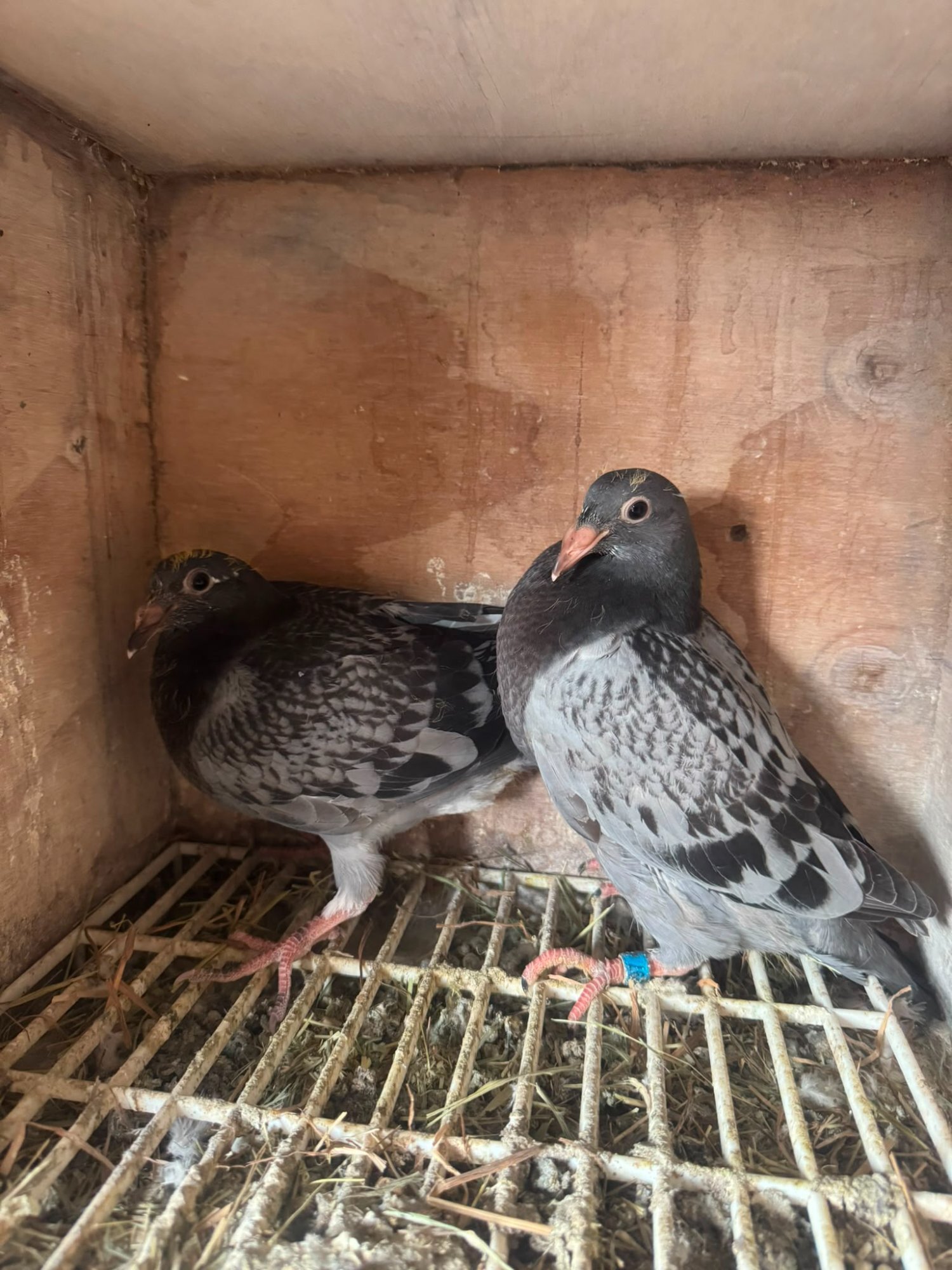 Racing pigeons for sale  - Pigeons