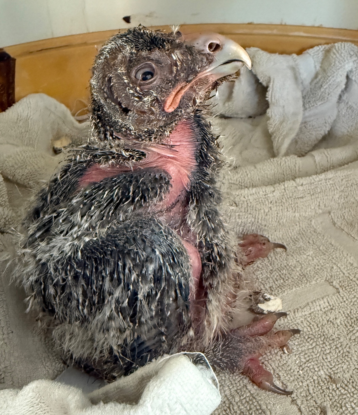 2026 Great grey owl and tawny frogmouth  in {LOCATION}