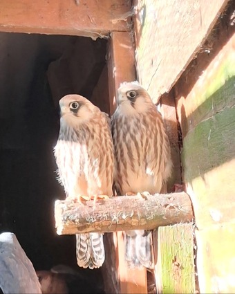 2026 Female Red Footed Falcon