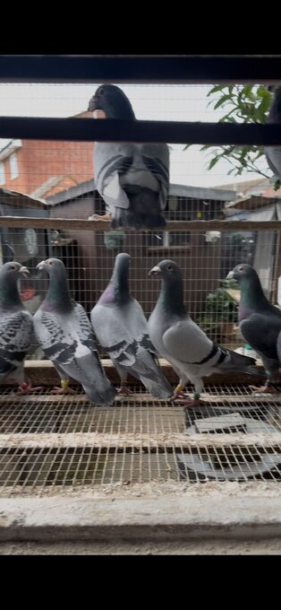 Racing pigeons for sale 