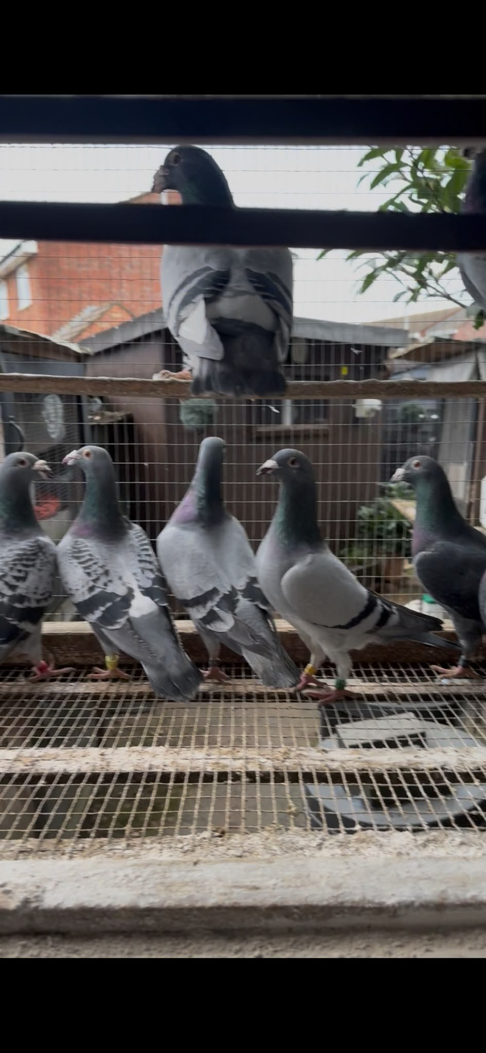 Racing pigeons for sale  in {LOCATION}
