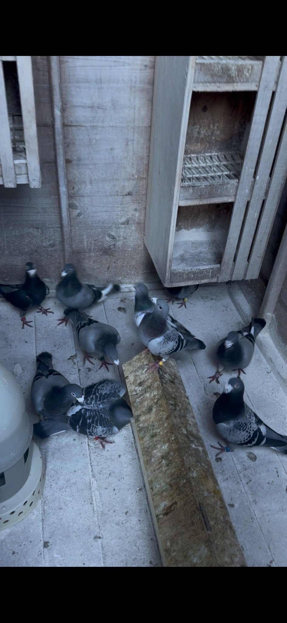 Pigeons - {TYPE}