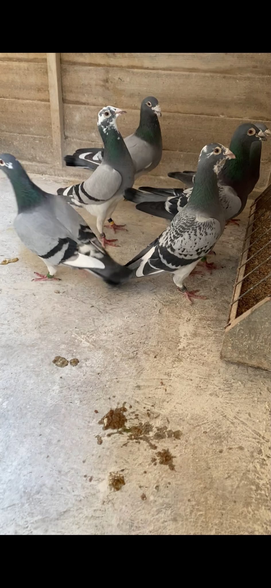 Pigeons - Racing pigeons for sale 