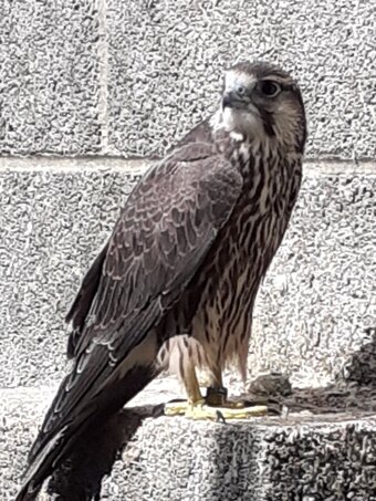 LANNER FALCON FEMALE 
