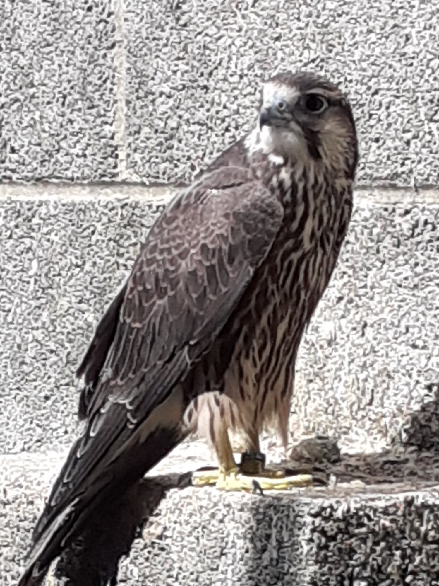 LANNER FALCON FEMALE  in {LOCATION}