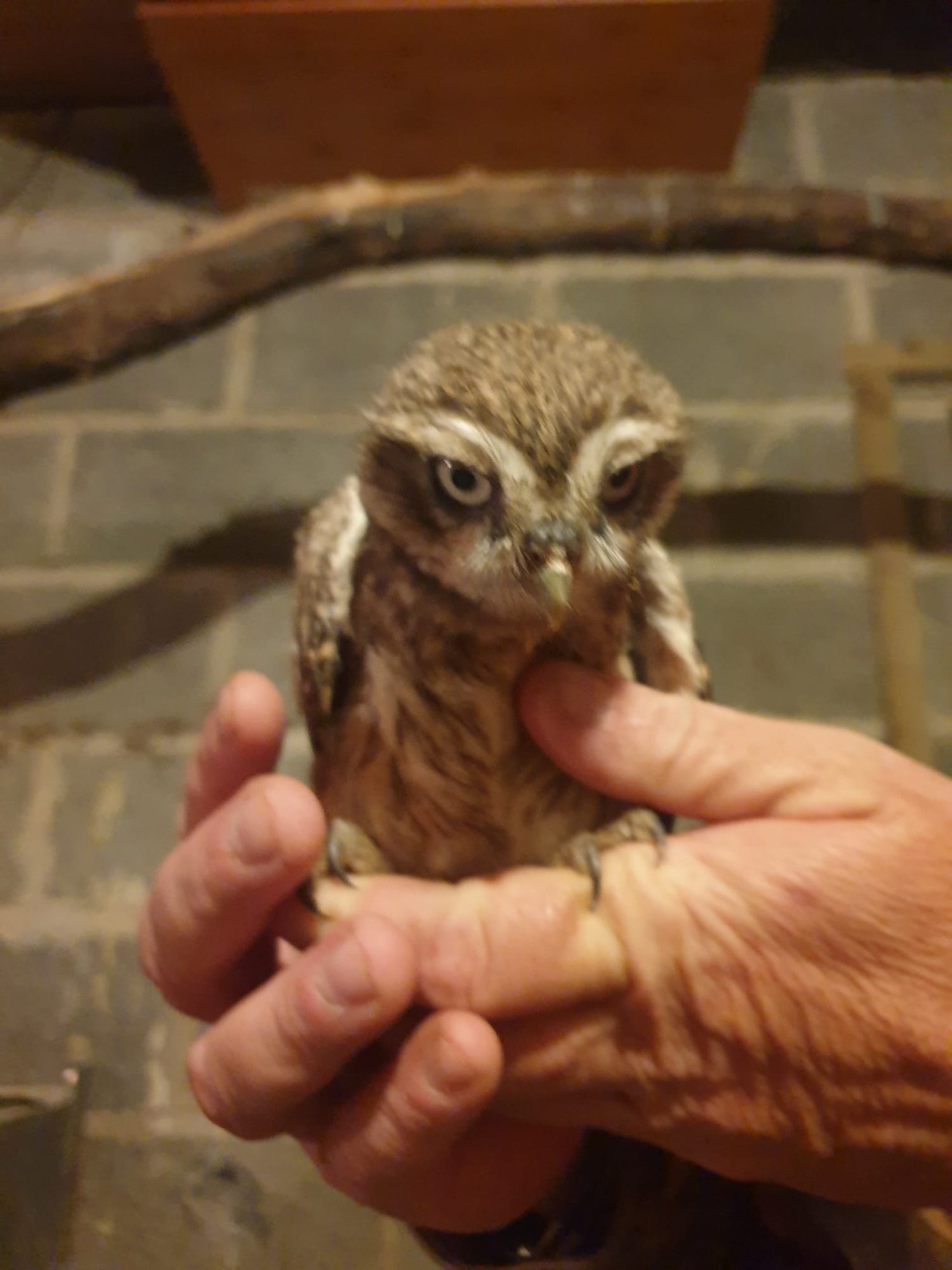 Owls - {TYPE}