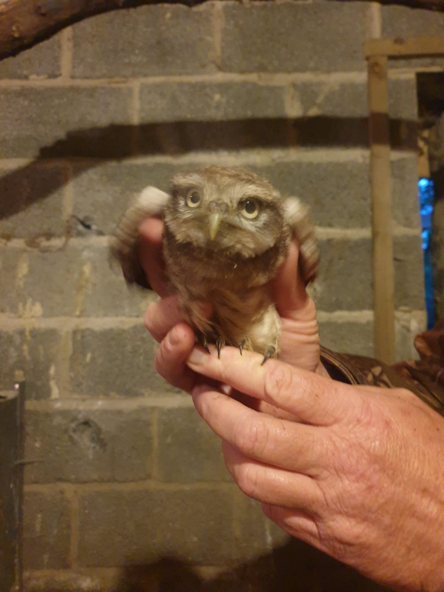 Owls - Little owls 2 male 1 female 