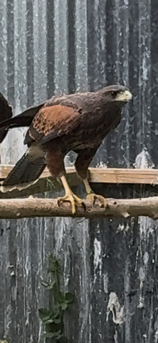 2026 perent reared Harris hawks