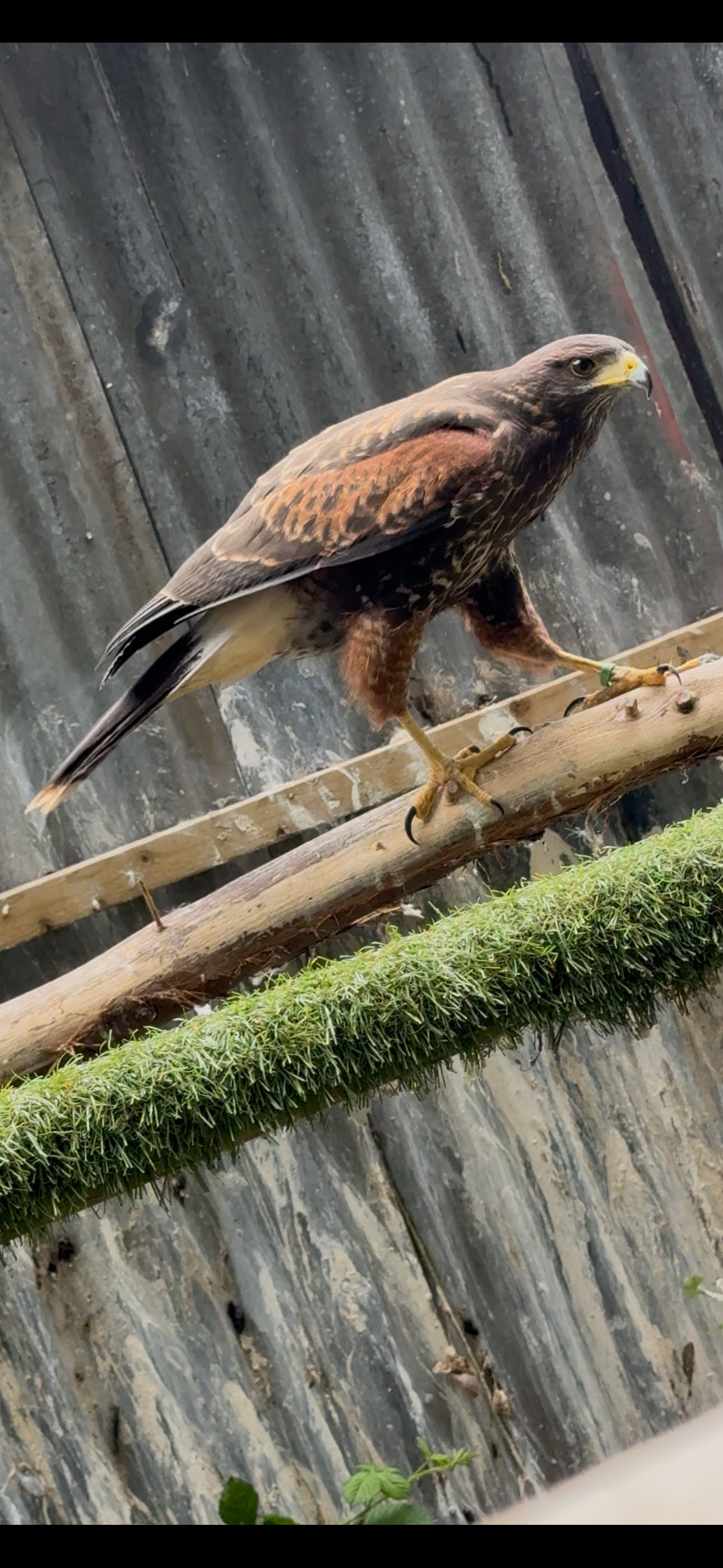 Hawks