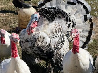 Royal Palm Turkeys for sale