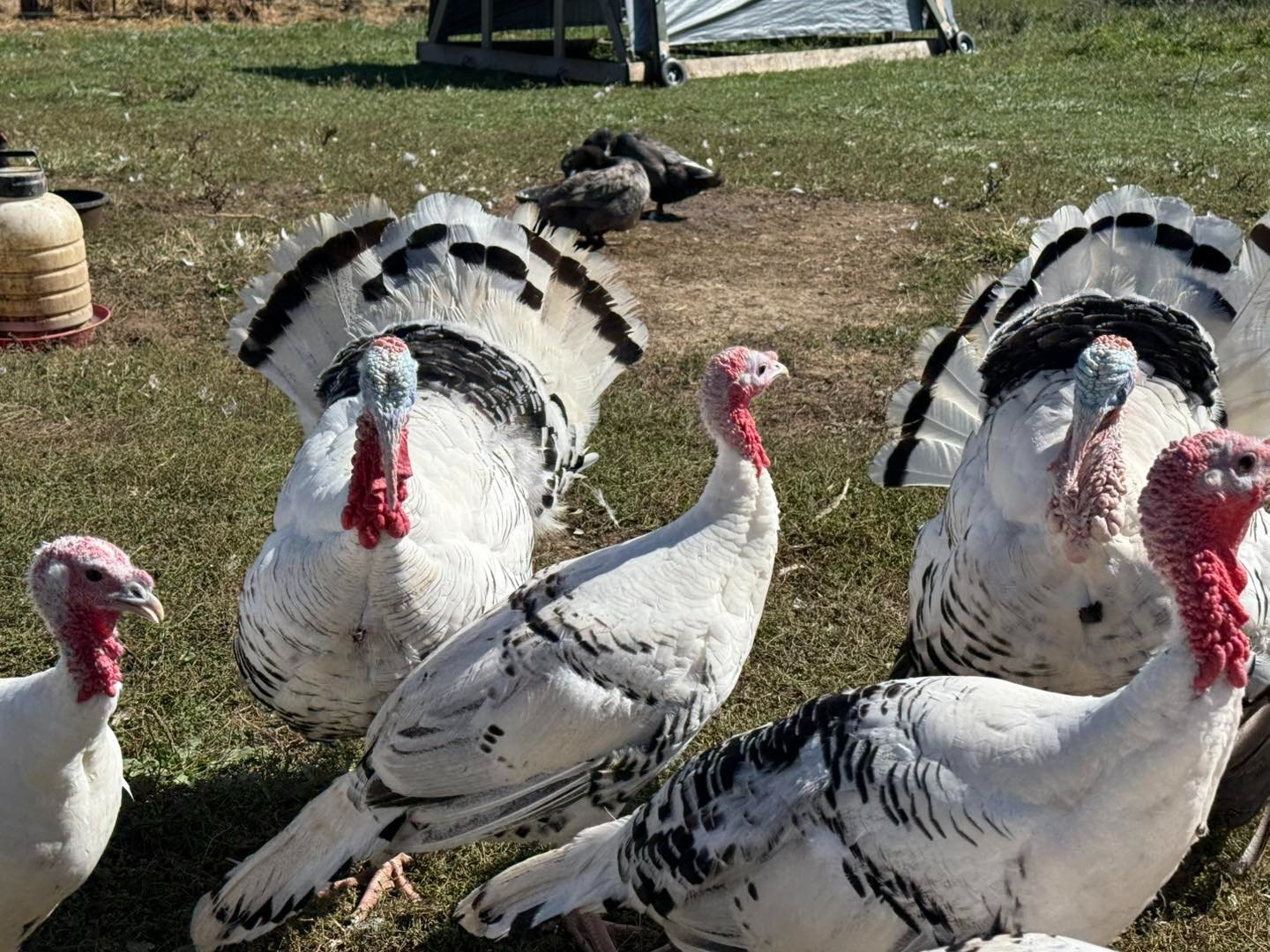 Turkeys