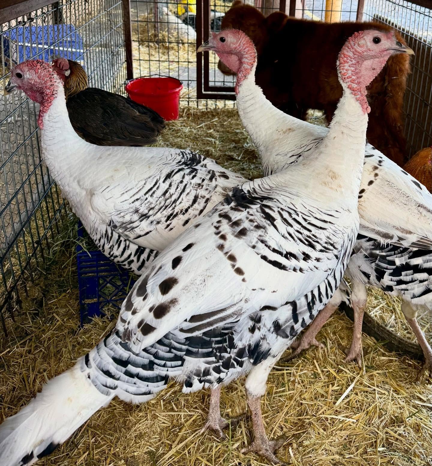 Turkeys - {TYPE}