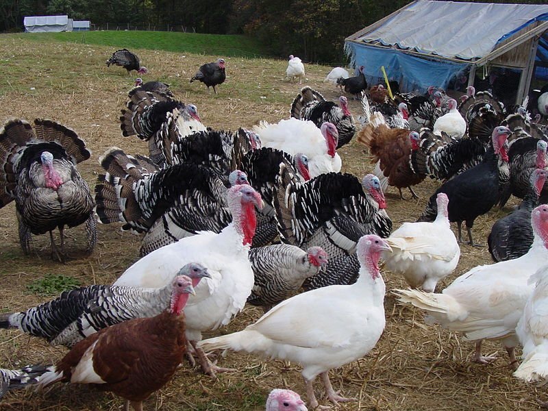 Turkeys - Royal Palm Turkeys for sale
