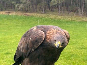 Female golden eagle 