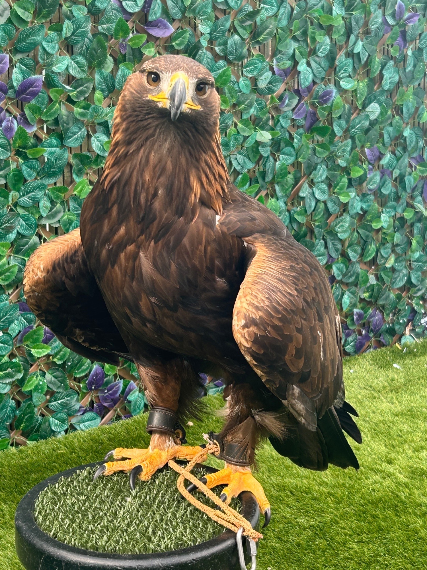 Eagles