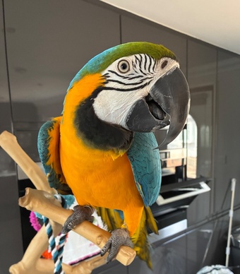 Blue and gold Macaw