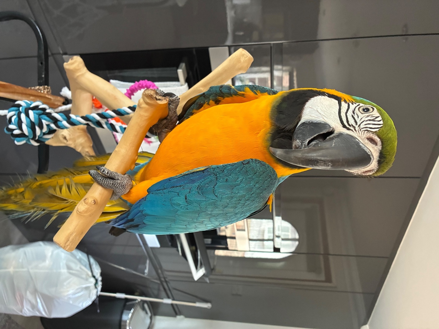 Macaws