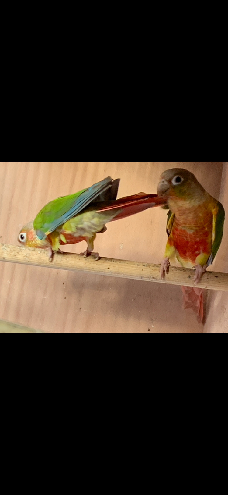 Other Parrots