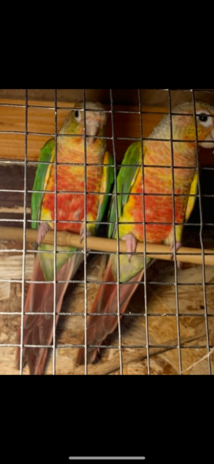 Other Parrots - {TYPE}