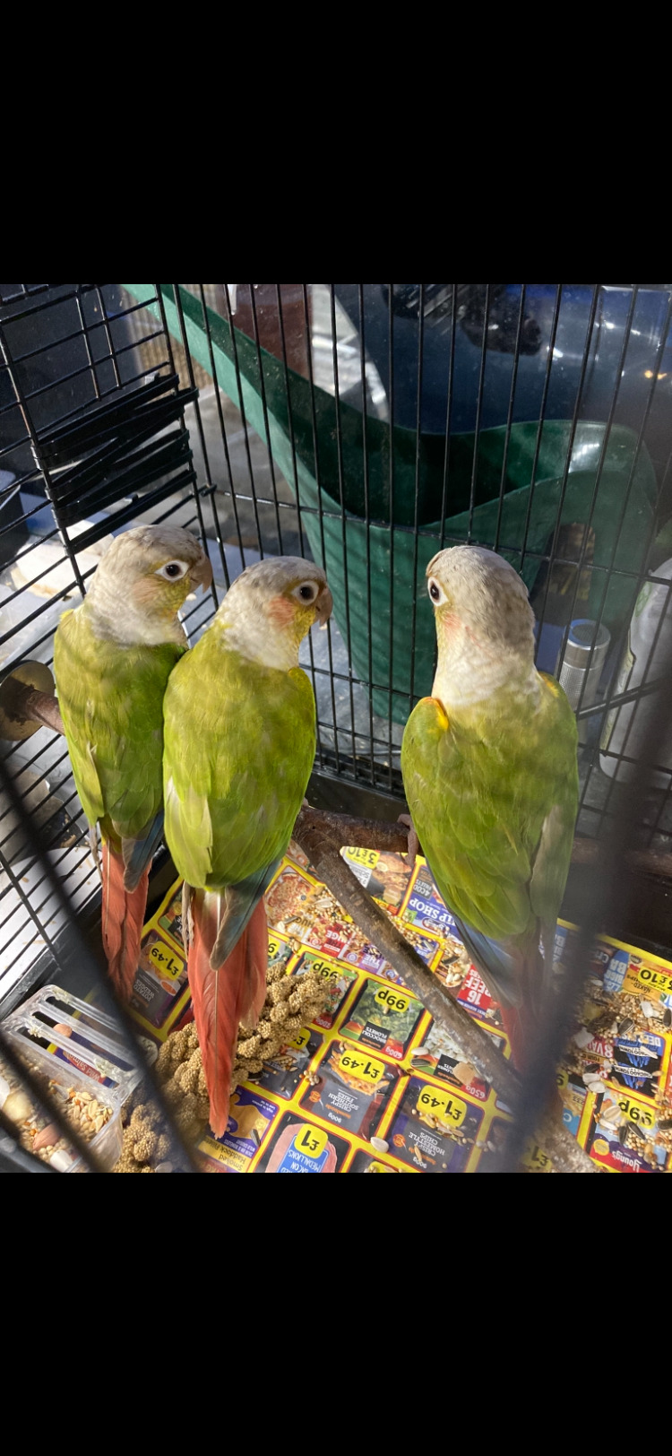 Other Parrots - Proven pair pineapple s 