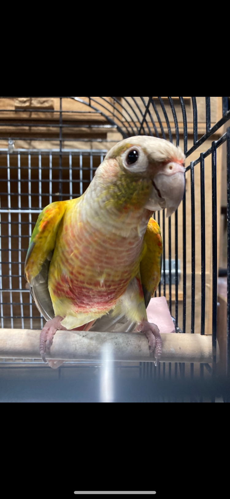 Proven pair pineapple s  - Other Parrots