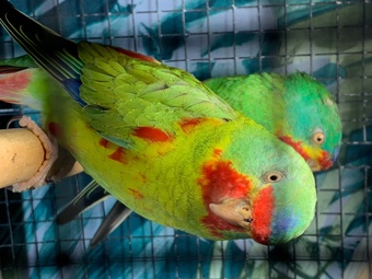 Swift parrot cocks 