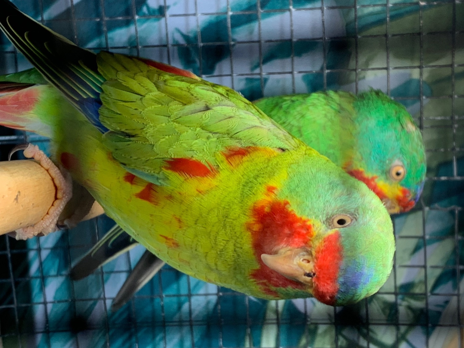 Swift parrot cocks  in {LOCATION}