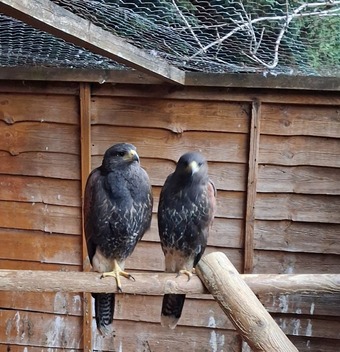 2026 creche reared Harris Hawks