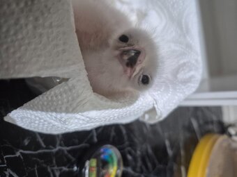 3 quarter albidus goshawk and 50x50 albidus chick's for sale ready early June 