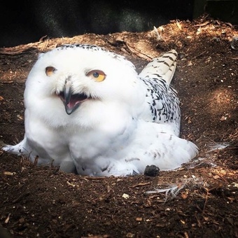 Breeding pair Snowy owls 