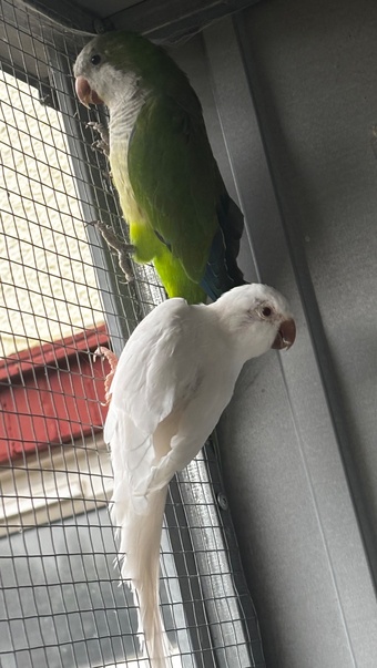 Proven breeding pair of Quakers for sale