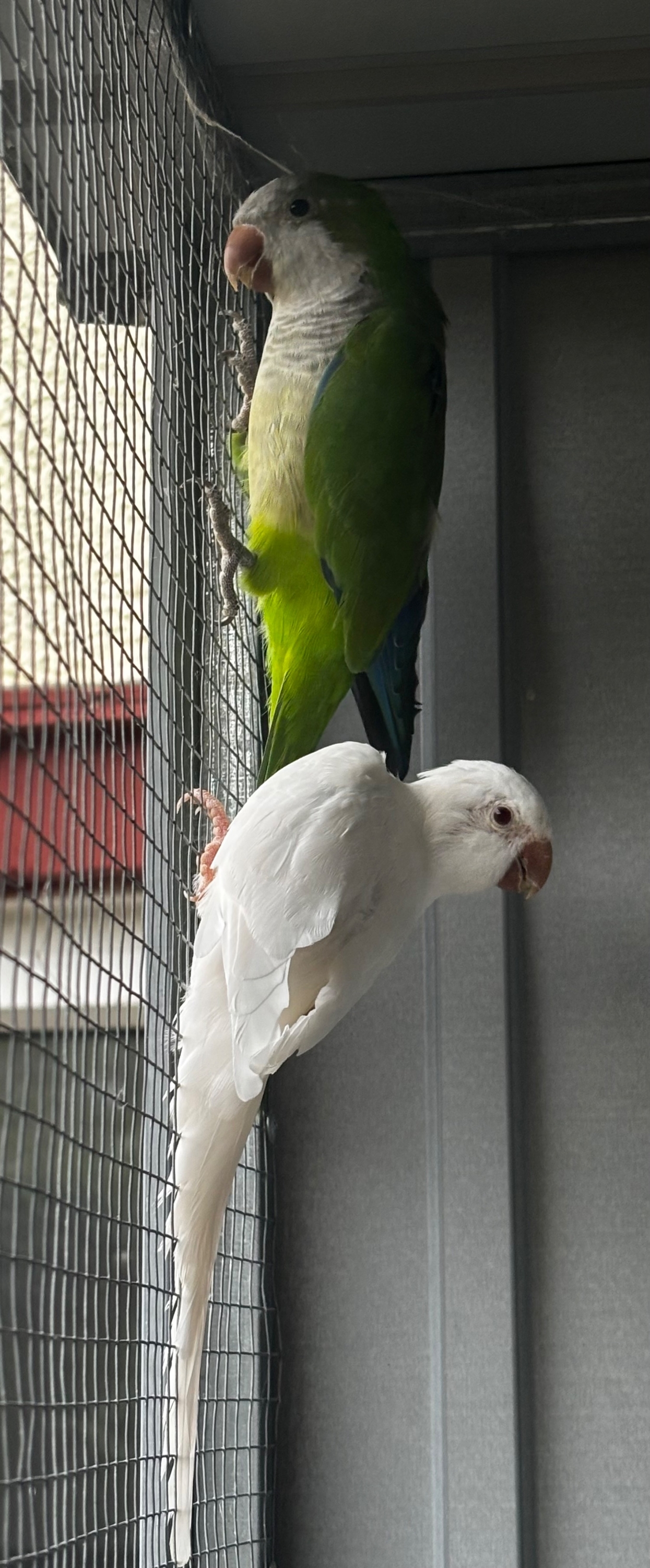 Parakeets
