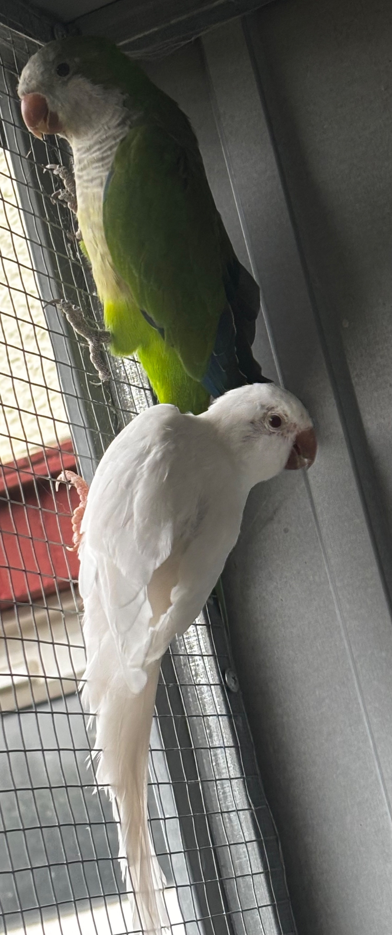 Parakeets - {TYPE}