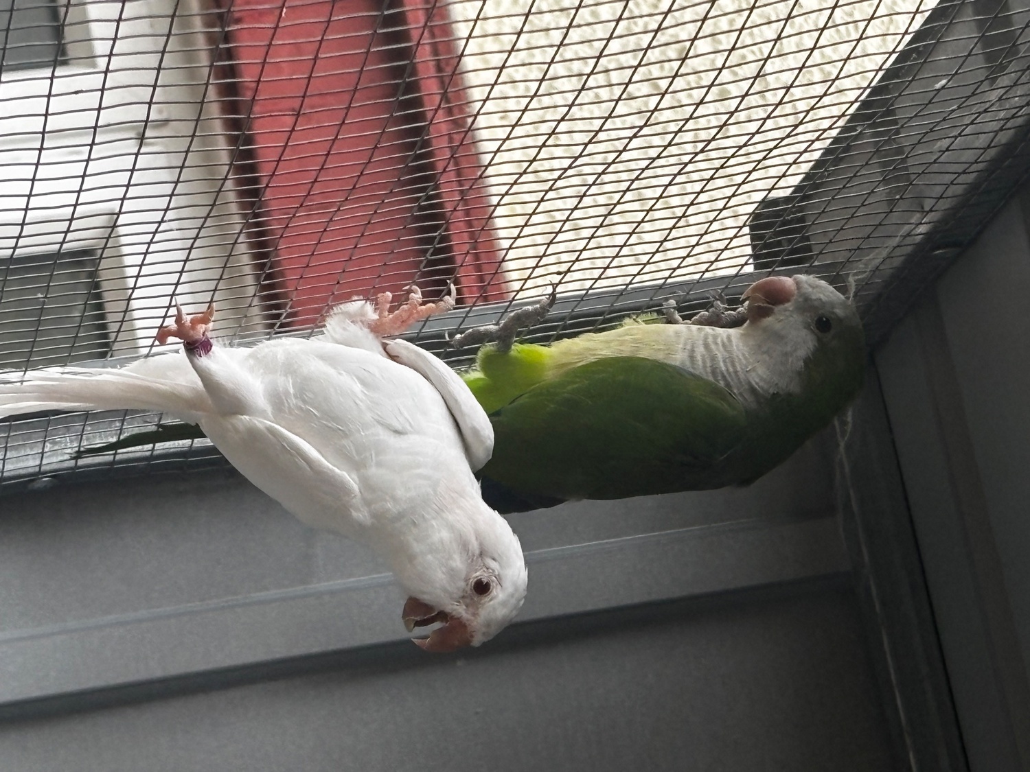 Parakeets - Proven breeding pair of Quakers for sale