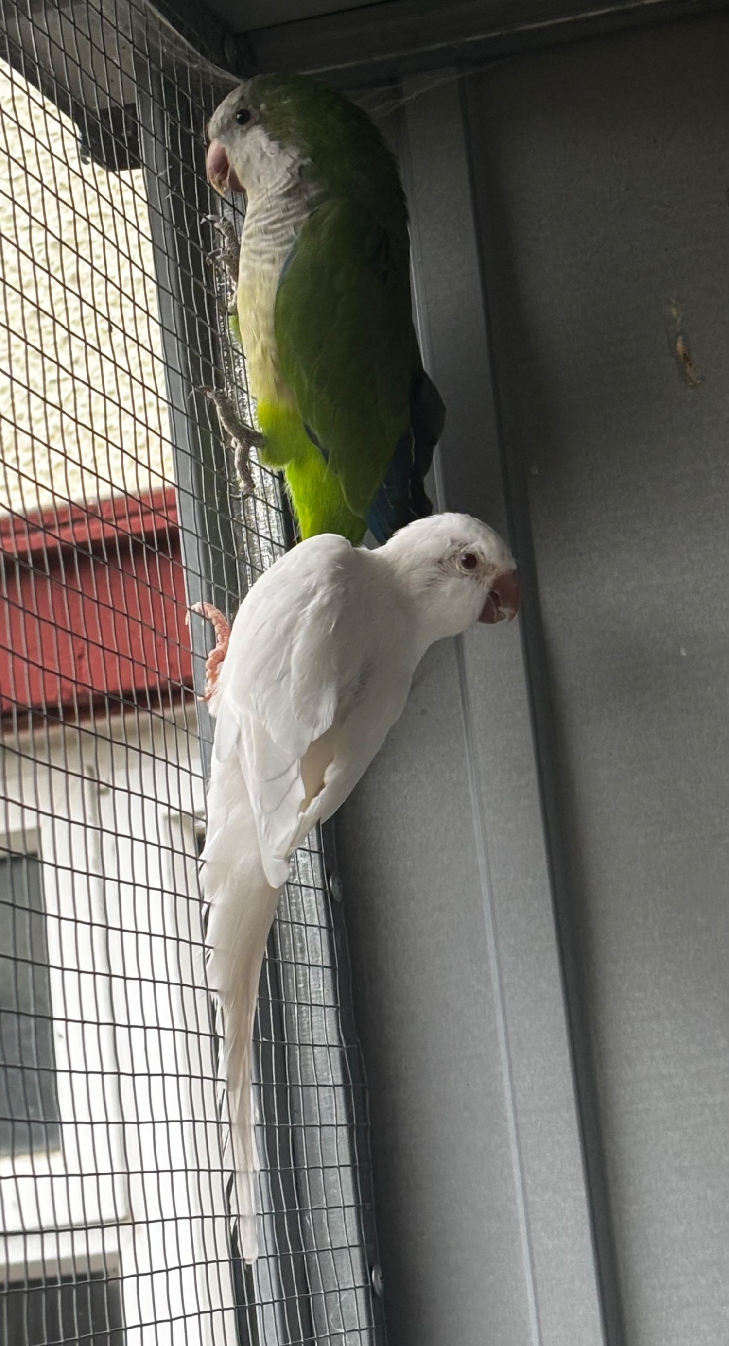 Proven breeding pair of Quakers for sale - Parakeets