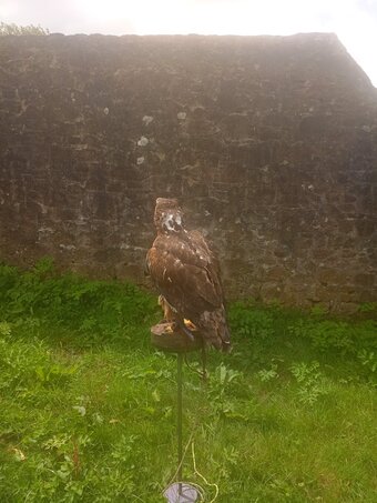 Golden Eagle X Ferruginous hybrid. Female 7 yrs old parent  reared.Contacreared.