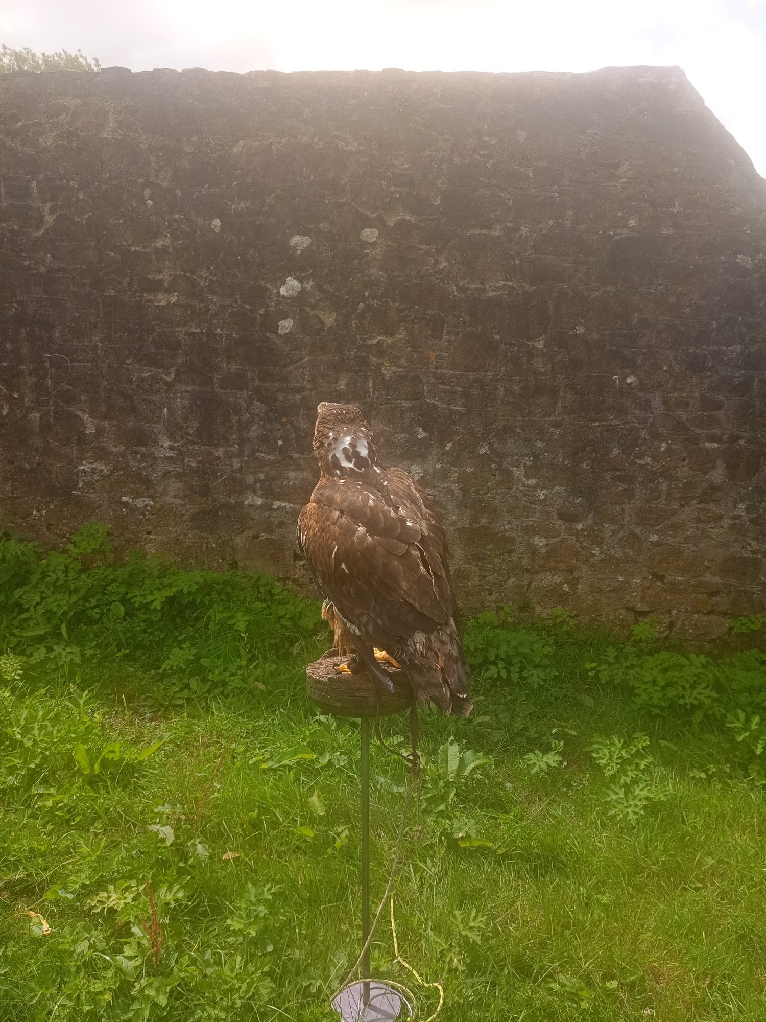 Golden Eagle X Ferruginous hybrid. Female 7 yrs old parent  reared.Contacreared. in {LOCATION}