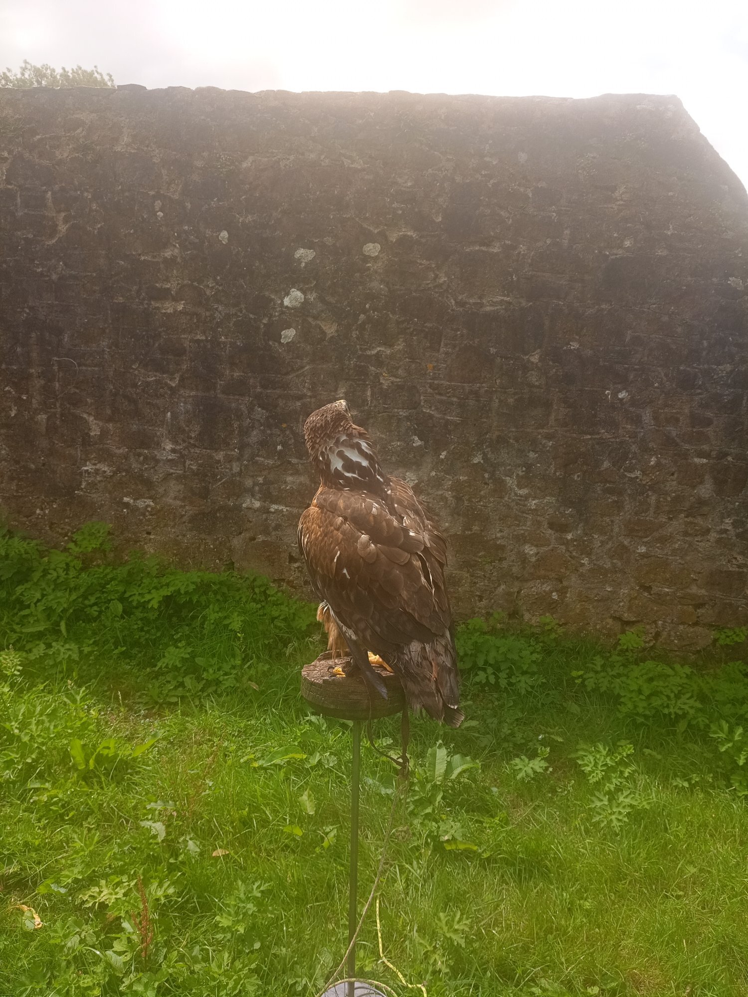 Eagles - Golden Eagle X Ferruginous hybrid. Female 7 yrs old parent  reared.Contacreared.